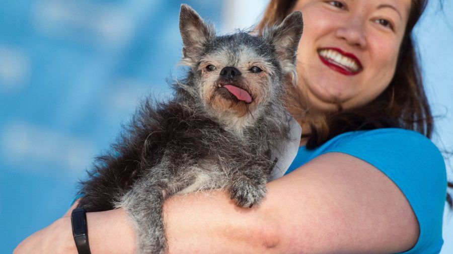 martha world ugliest dog