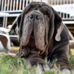 martha world ugliest dog