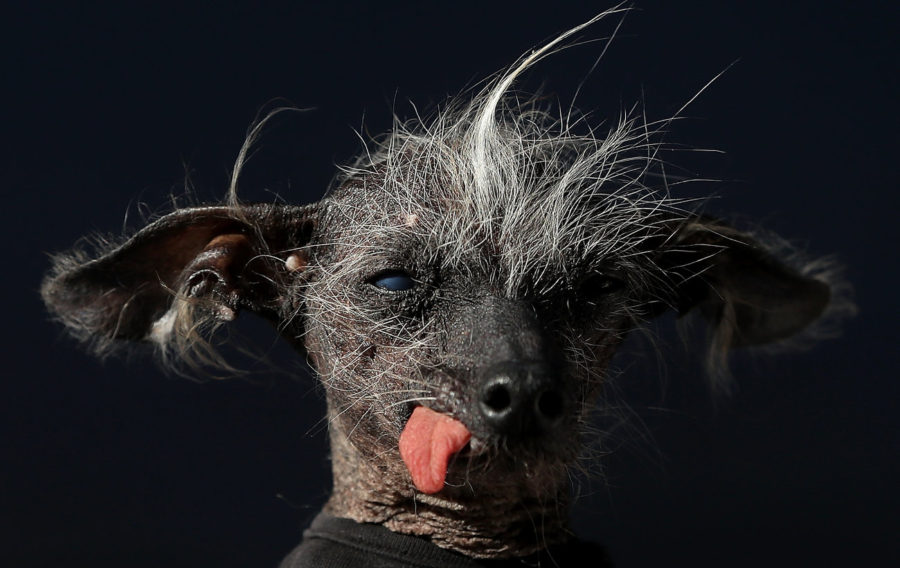 martha world ugliest dog