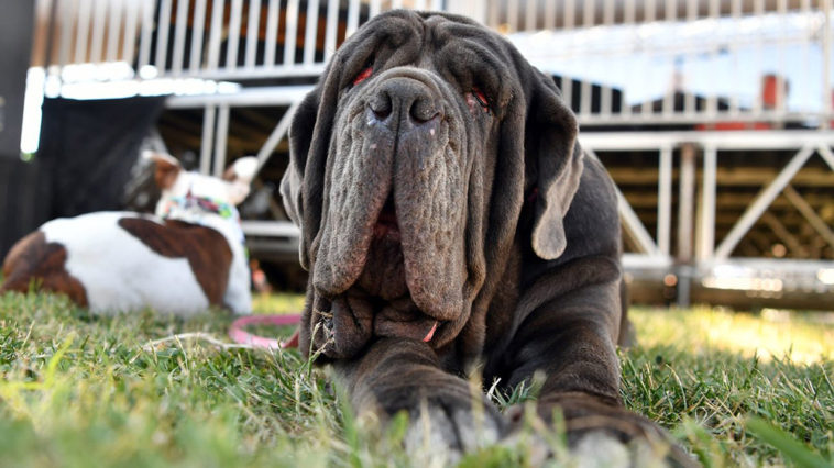 martha world ugliest dog
