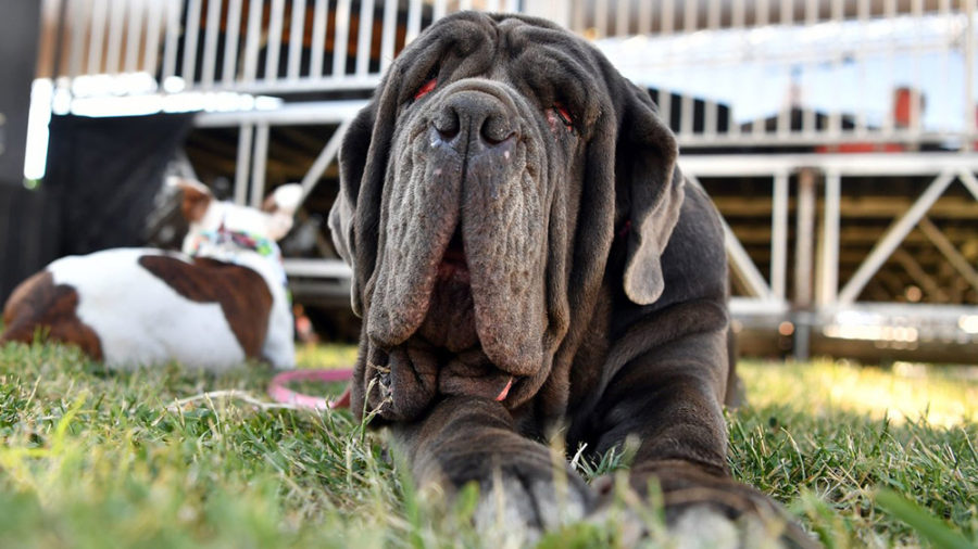 martha world ugliest dog