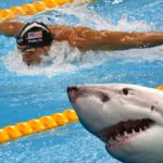 white shark