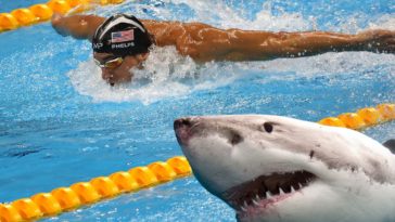 white shark