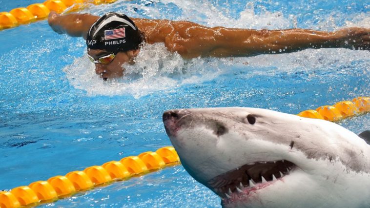 white shark