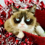 Grumpy Cat