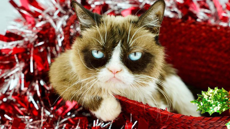 Grumpy Cat