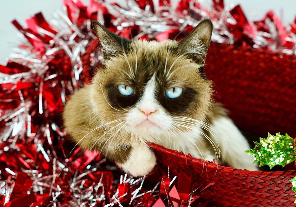 Grumpy Cat