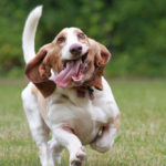 dogs