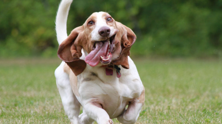 dogs