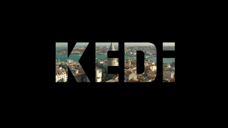 kedi