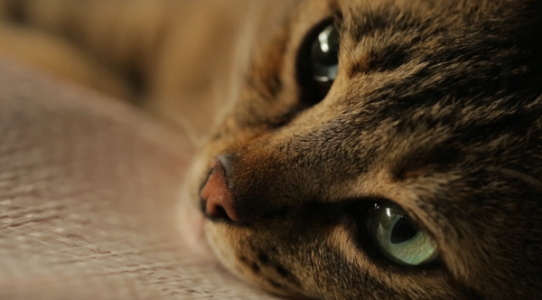 kedi