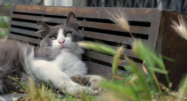 kedi