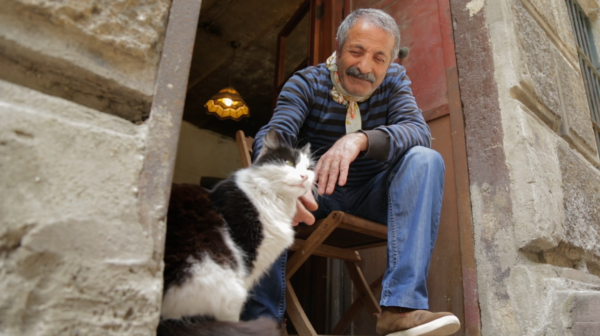 kedi
