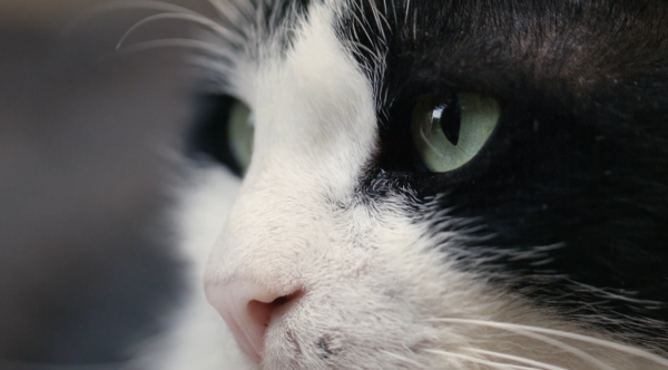 kedi