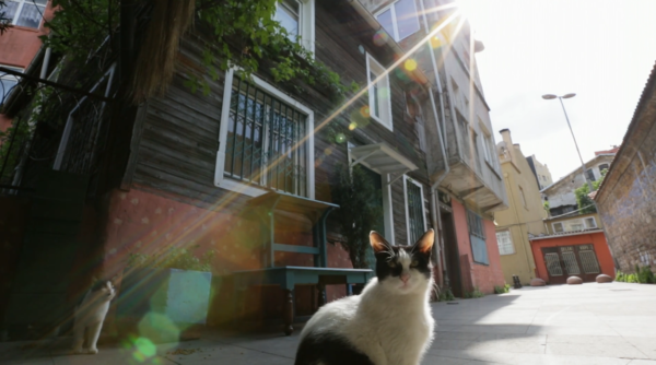kedi