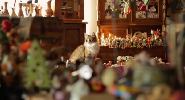 kedi