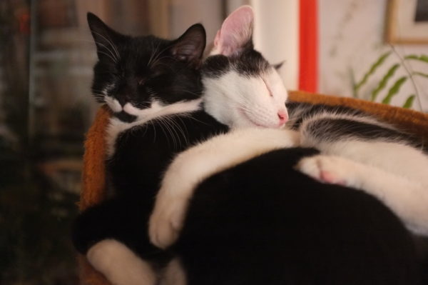 cats