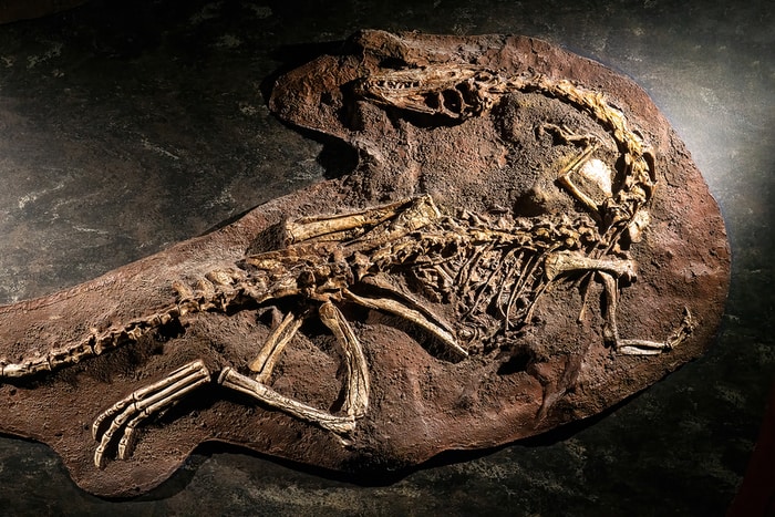 Scientists Find Meat-Eating Feathered Dinosaur That Lived 67 Million Years Ago