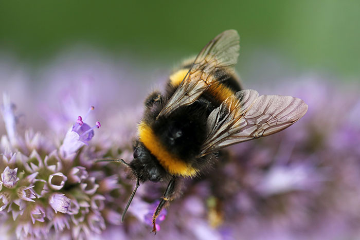 Bumblebees Deprived of Food Damage Plants and Cause Them to Flower Prematurely