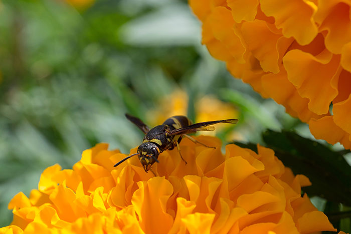 Giant Murderous Hornets Invade the United States to Decimate Bee Populations
