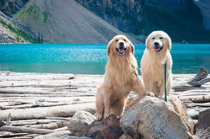 5 Essential Ways to Take Care of Dogs
