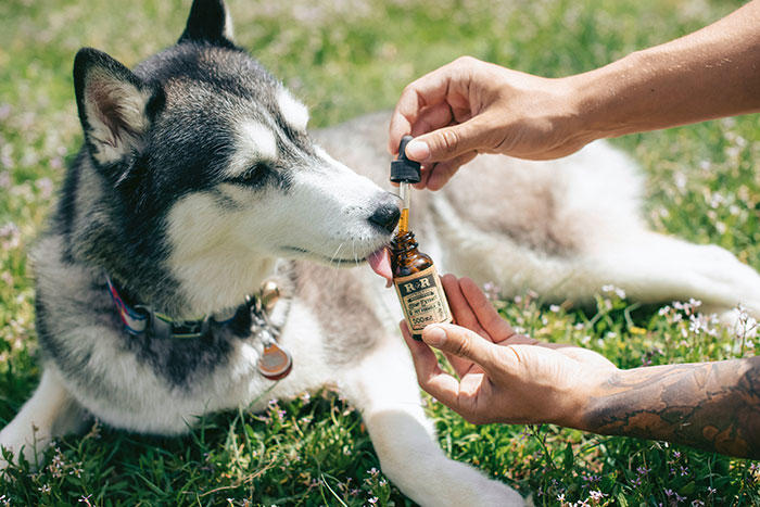 Is CBD Oil Good For Your Dogs And Cats?