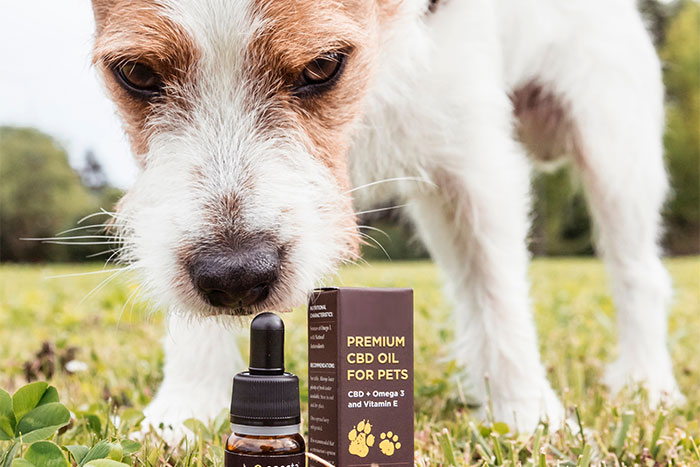 How To Decide the Dosage of CBD Oil For Dogs