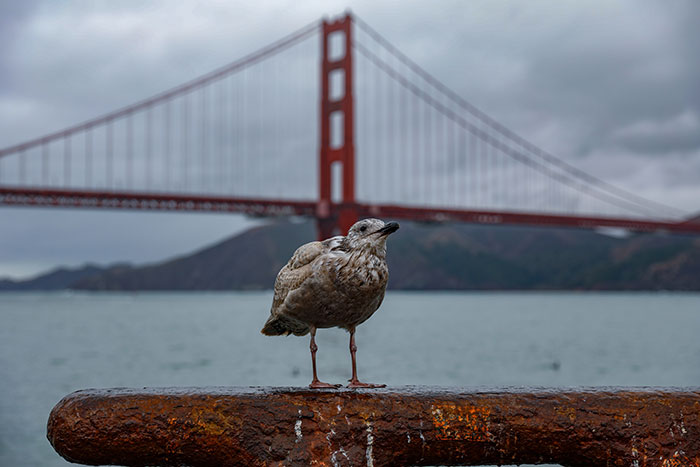 Research Shows San Francisco Birds Are Positively Affected By the Pandemic