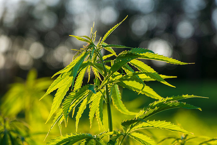 Using Cannabis as a Pro-socialization Tool