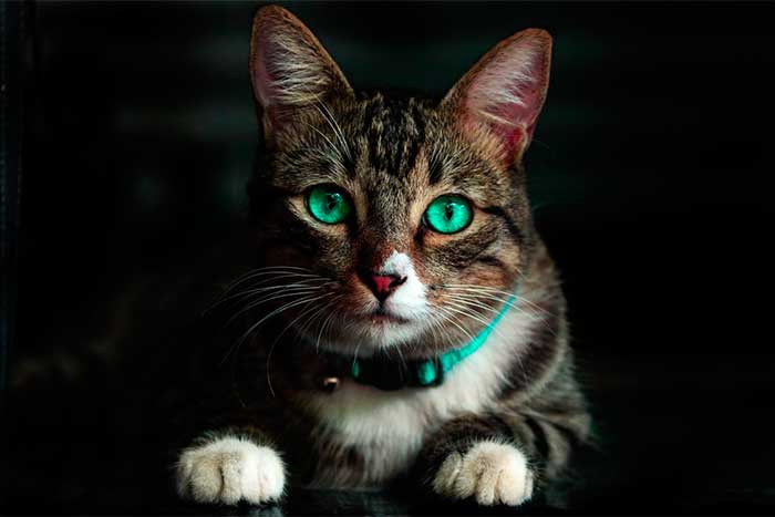 How To Effectively Make Cat Food Healthier For Your Pet Felines