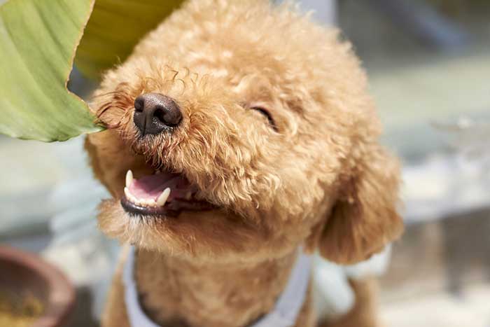 Top 3 Friendliest Dog Breeds That Will Entertain the Entire Family