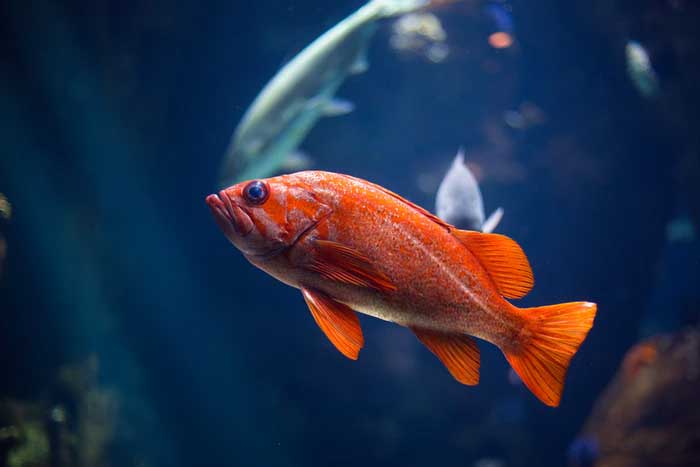 Ever Wanted To Own A Fish? Here's Everything You Need To Know