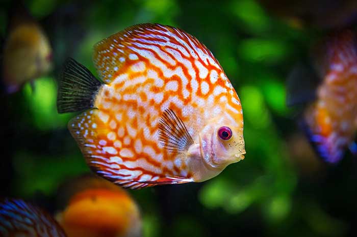 What You Should Know About Self Cleaning Aquariums