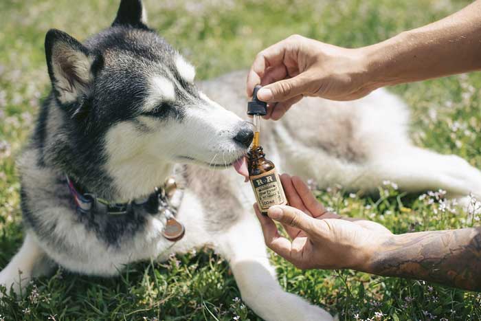 Do Vets Recommend CBD Oil for Dogs?