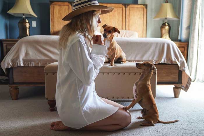 Dog Training Tips and Tricks From the Pros
