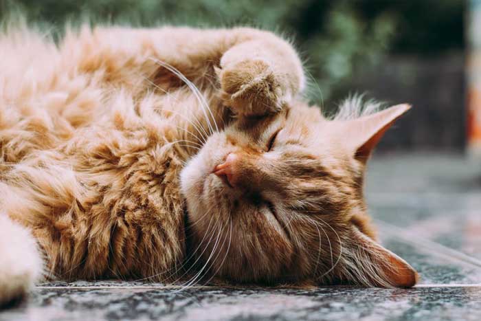 4 Nurturing Tips About Your Cat's Health You Need To Know
