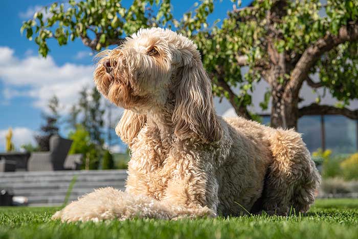Positives and Negatives of Adopting a Rescue Goldendoodle
