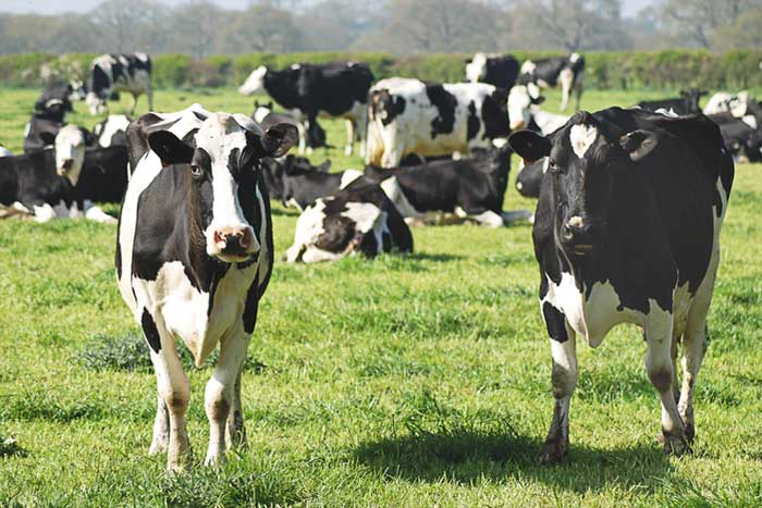 Tips And Advice To Help You Better Manage Your Ranch And Cattle