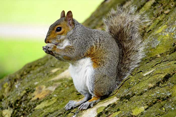 Why Squirrels Are Pest And How You Should Deal With Them