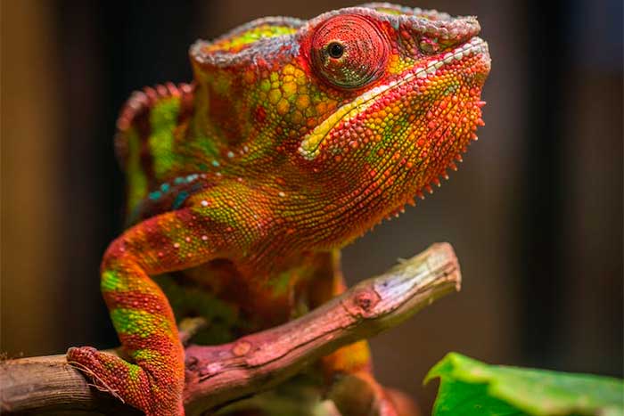 The Pet Parent’s Guide to Reptile Care