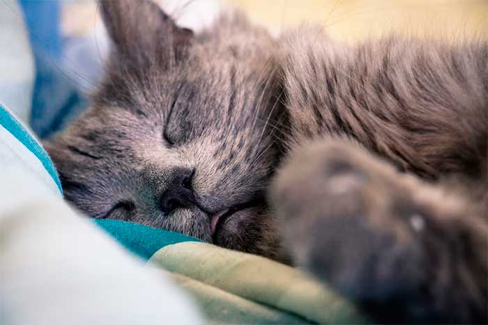 What Pet Parents Should Know About Feline Cough